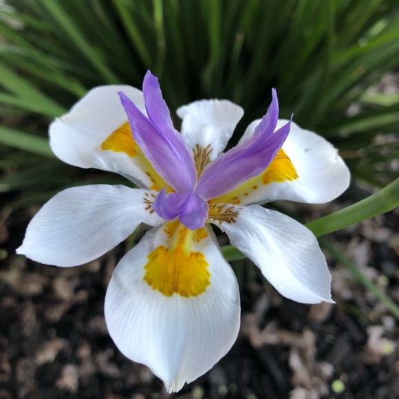 Meet your Posher, Etta. - Picture 3 of 6